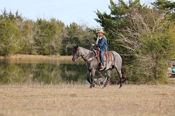 quarter-horse