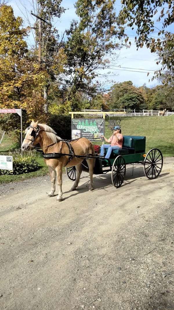 haflinger-gelding