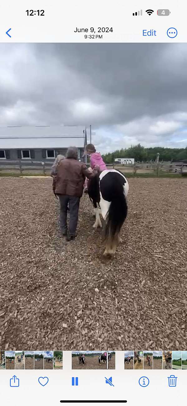 gypsy-vanner-filly