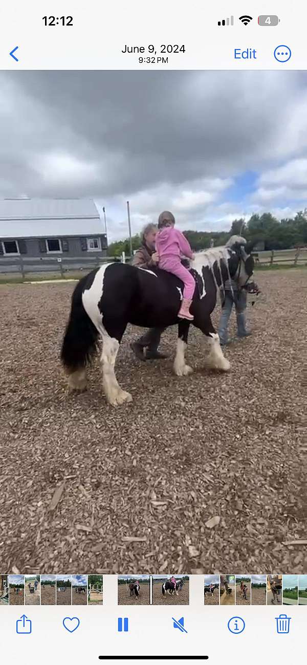 gypsy-vanner-horse-for-sale