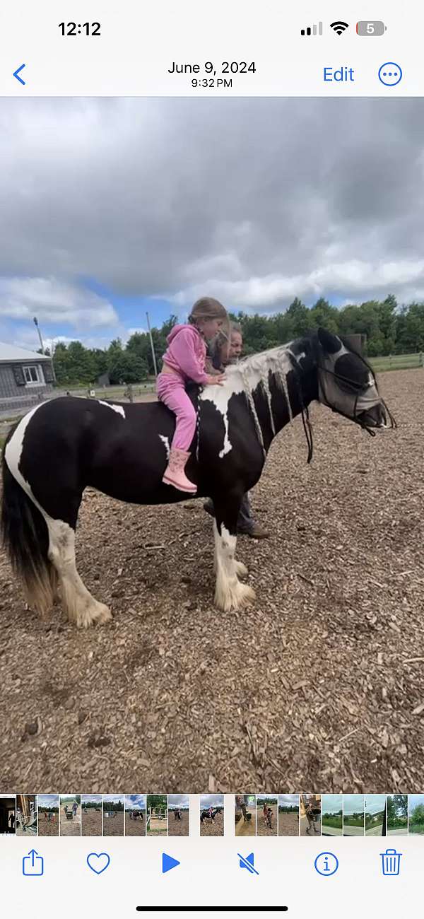 gypsy-vanner