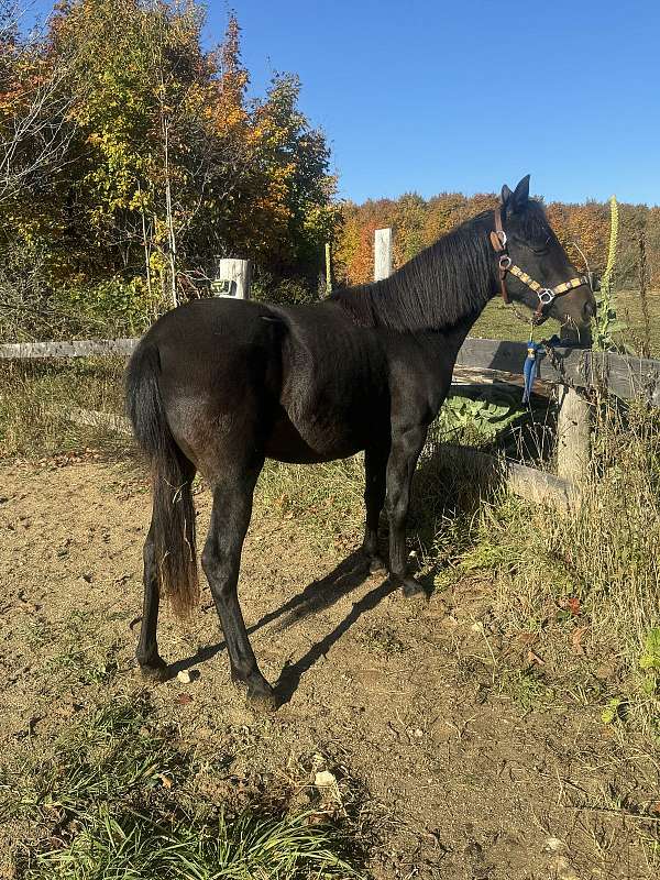 morgan-horse-for-sale