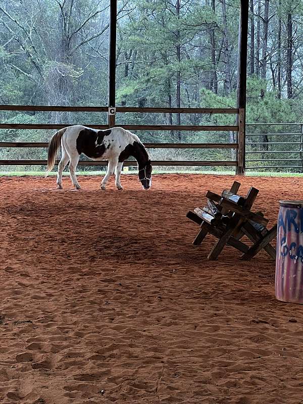 quarter-horse-for-sale