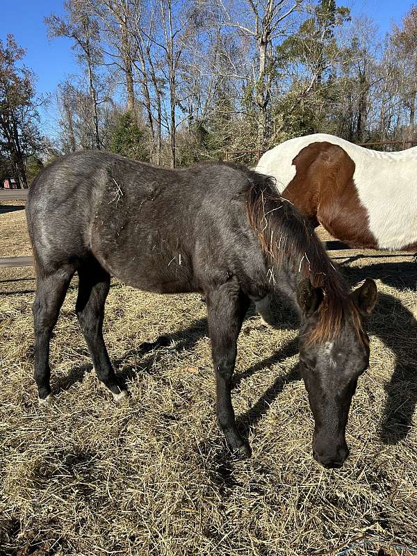 star-coronet-sock-horse