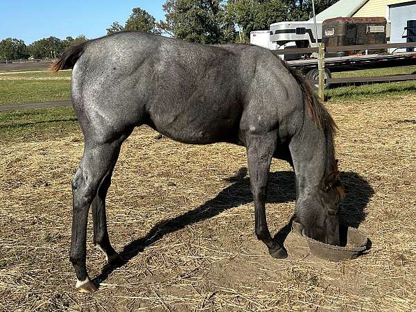 blue-roan-star-coronet-sock-horse