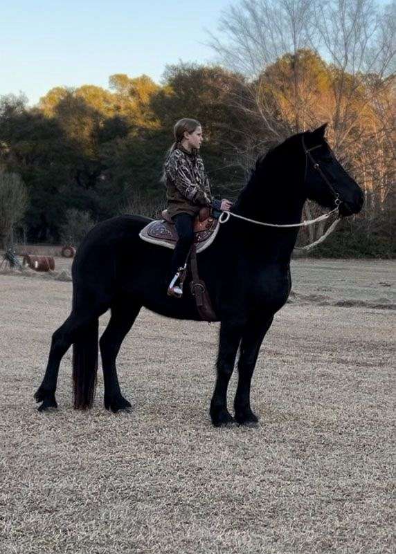 fun-show-friesian-horse