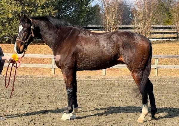 and-willing-thoroughbred-horse