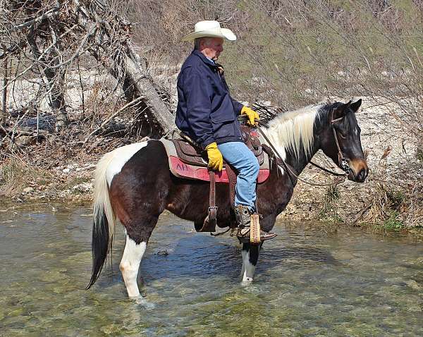 husband-safe-paint-horse