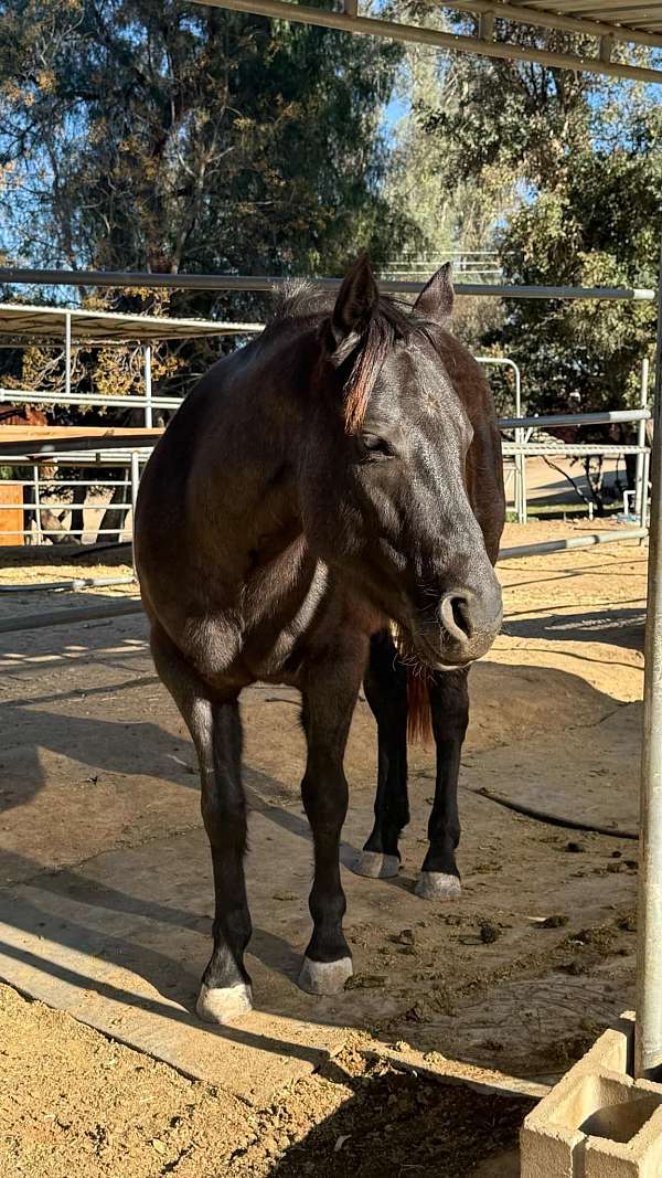 quarter-horse-mare