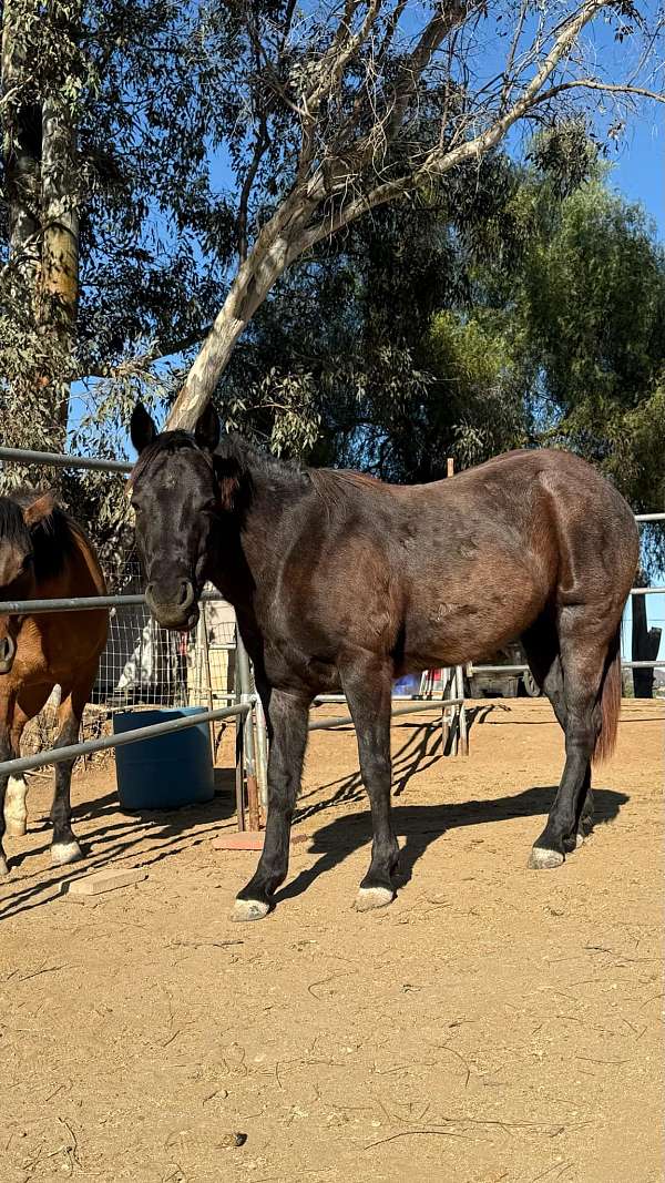 quarter-horse-for-sale