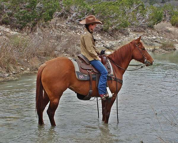 calf-roping-quarter-horse