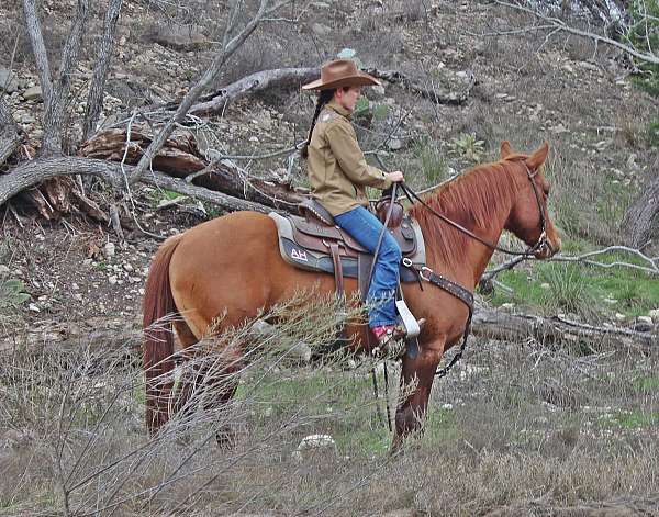 drill-team-quarter-horse