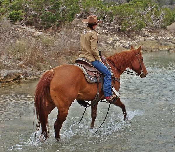 english-pleasure-quarter-horse