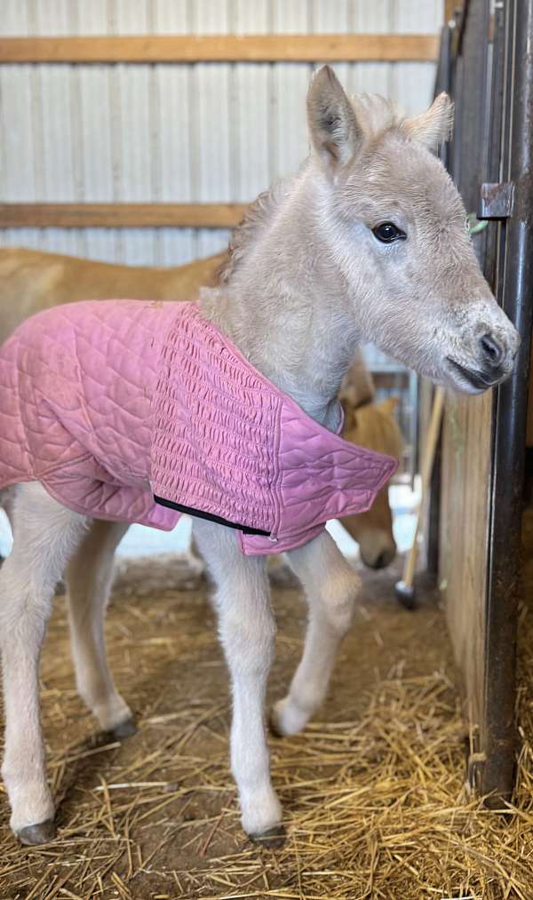 brown-nfhr-filly-foal