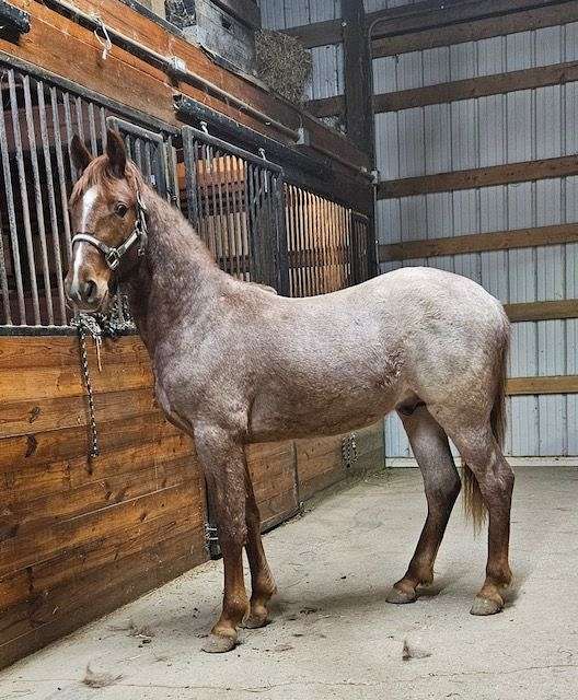 red-roan-tennessee-walking-stallion