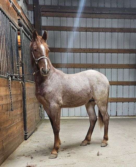 red-roan-twhbea-stallion