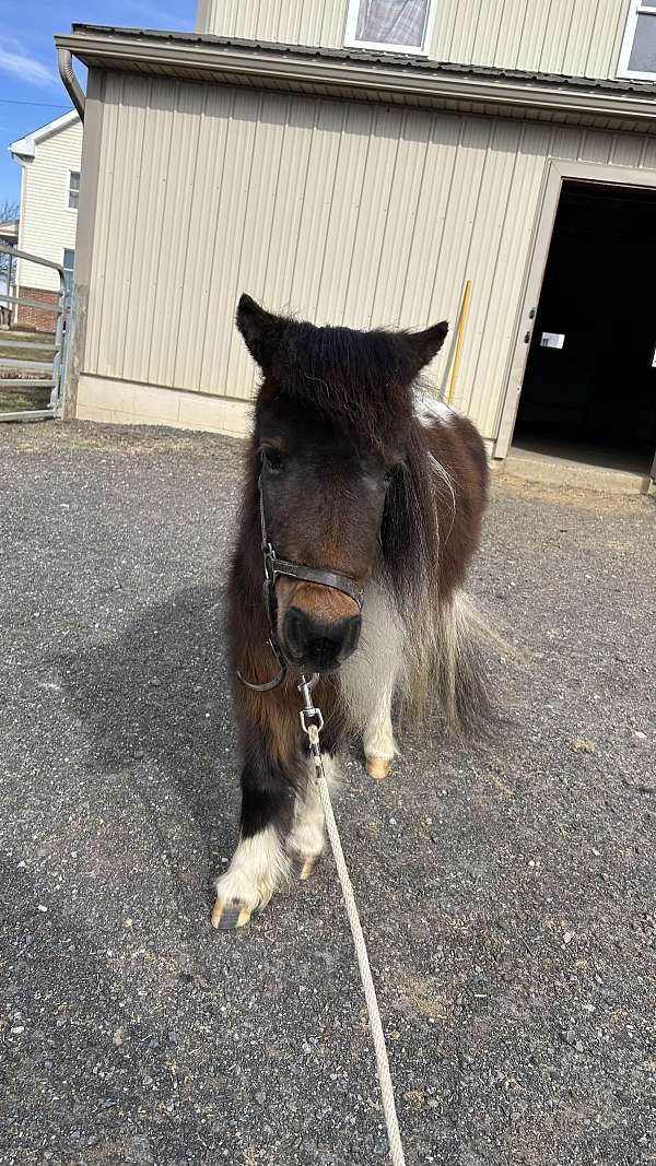 beginner-miniature-horse