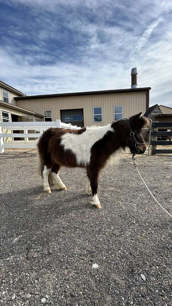 breeding-miniature-horse