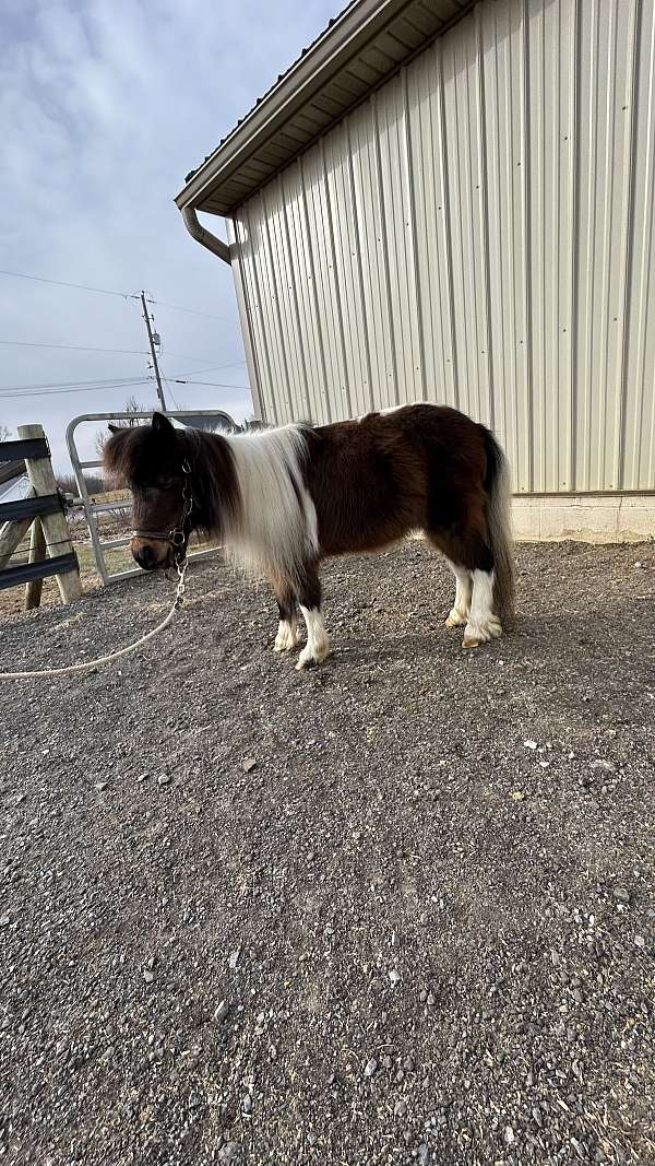 driving-miniature-horse