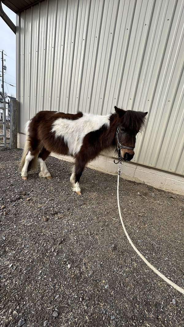 flashy-miniature-horse