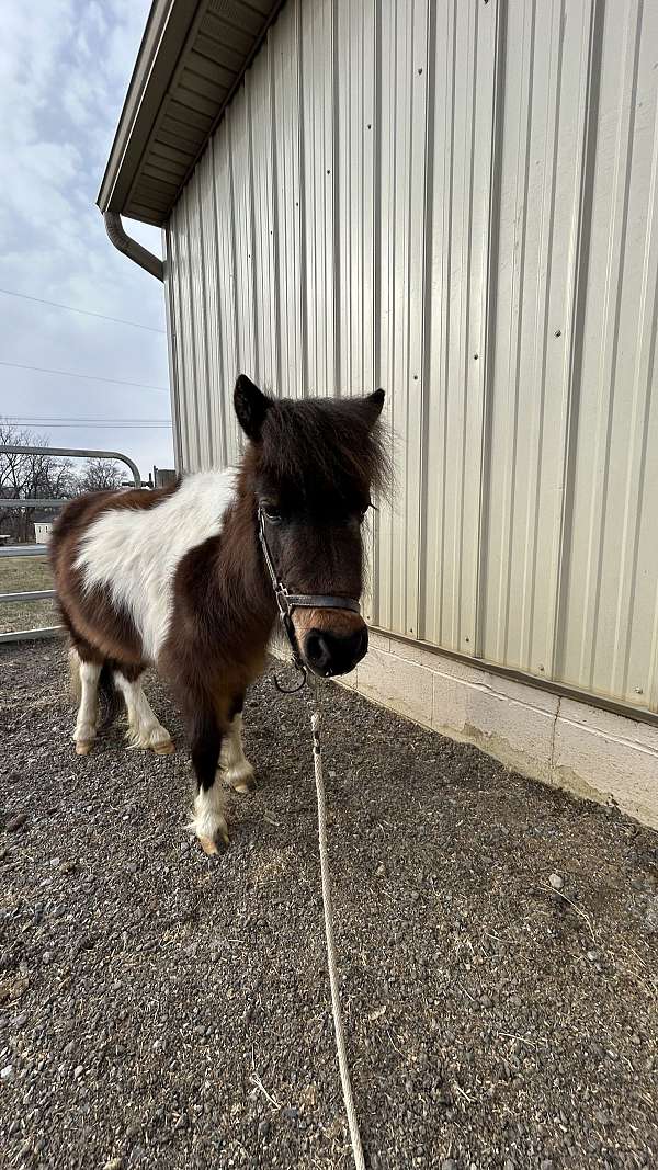 halter-miniature-horse