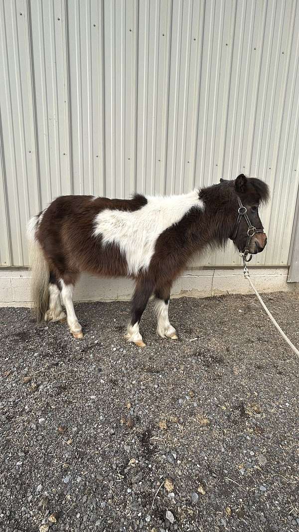 kid-safe-miniature-horse