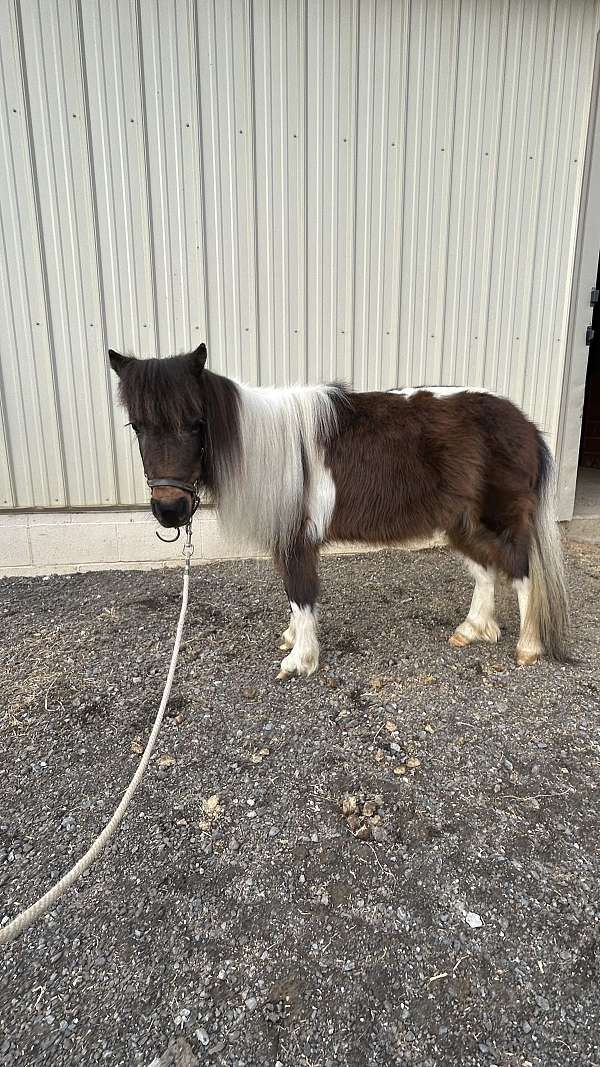 trained-miniature-horse