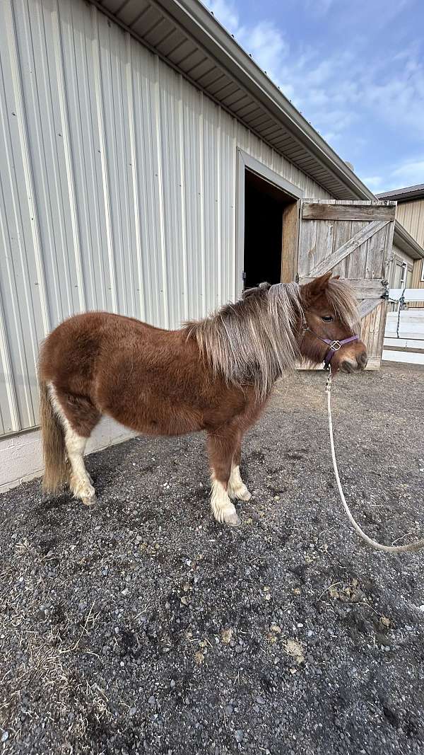 breeding-miniature-horse