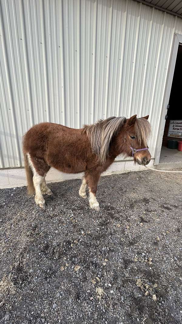 flashy-miniature-horse