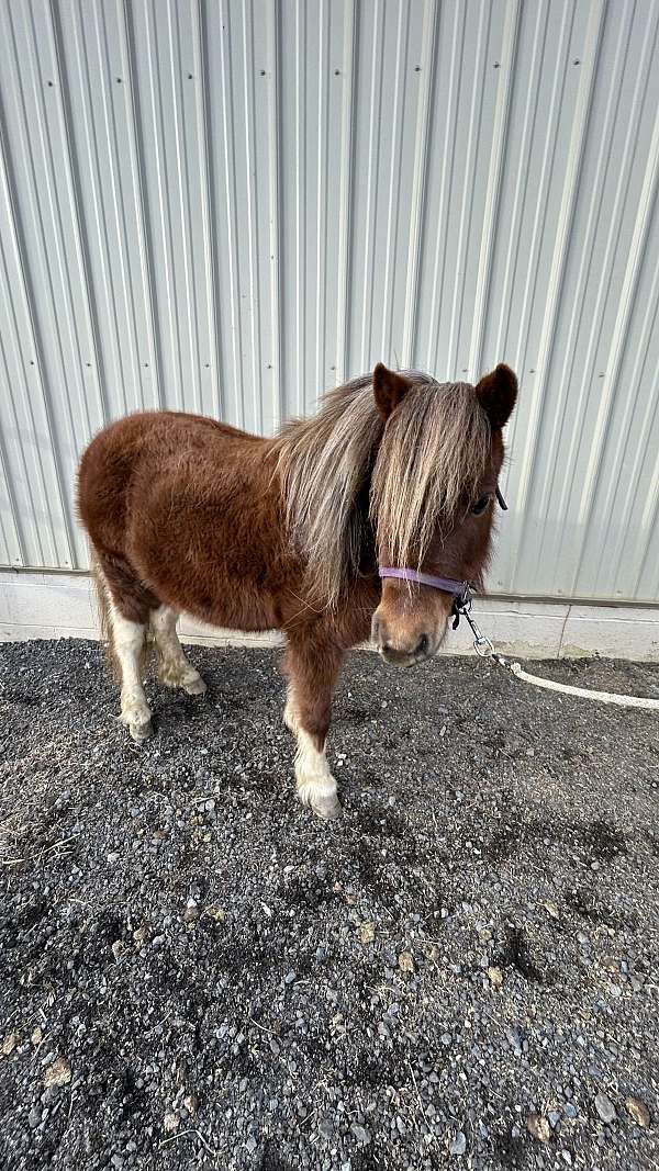 halter-miniature-horse