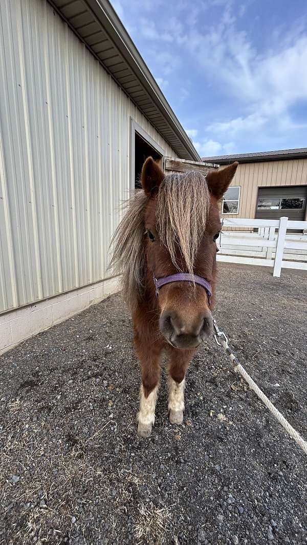 kid-safe-miniature-horse