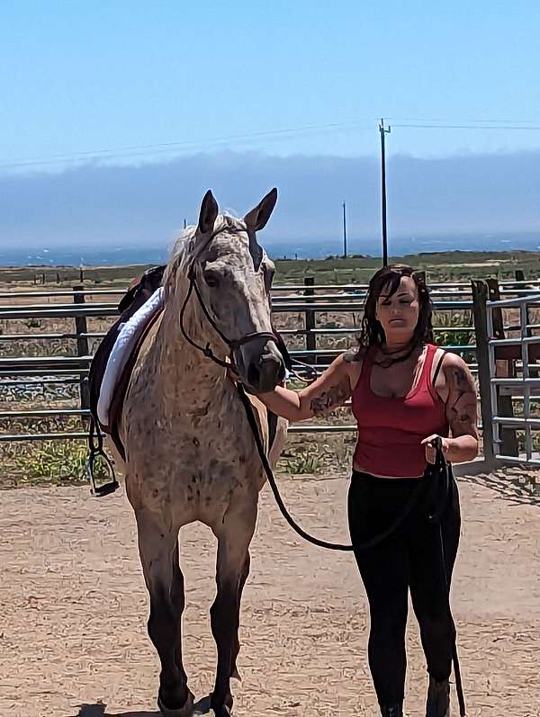 all-around-appaloosa-horse