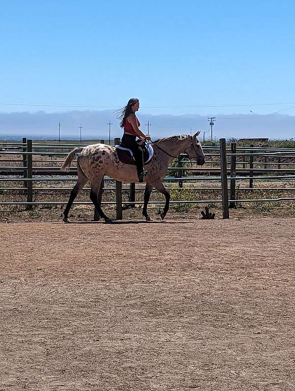 athletic-appaloosa-horse