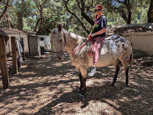 natural-horsemanship-training-appaloosa-horse