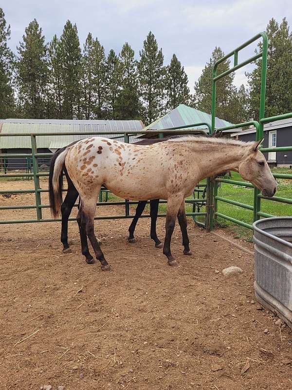 buckskin-appaloosa-mare