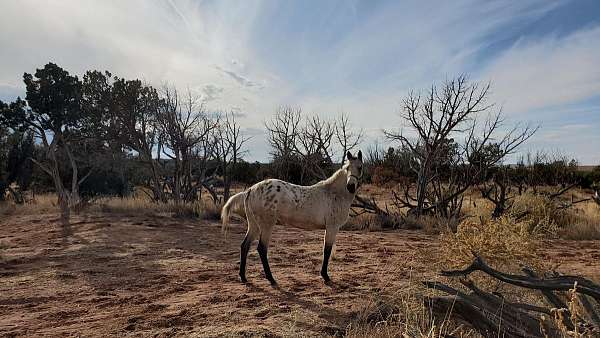 buckskin-all-around-horse