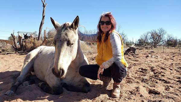 buckskin-athletic-horse