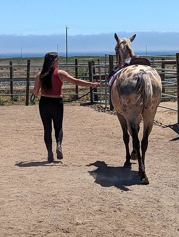 buckskin-companion-horse