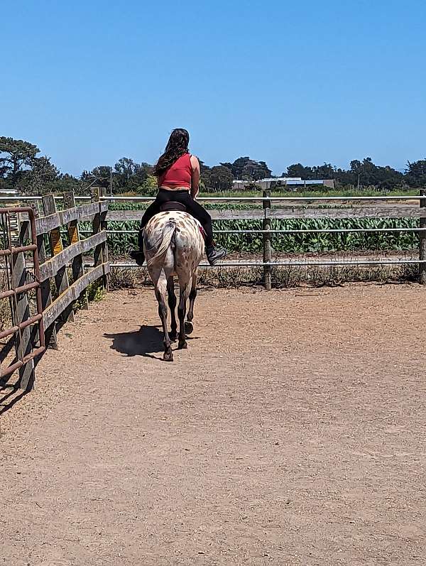 buckskin-dappled-horse