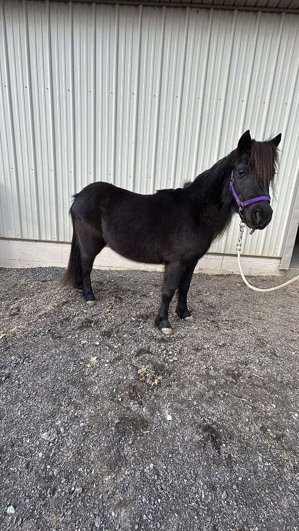 breeding-miniature-horse