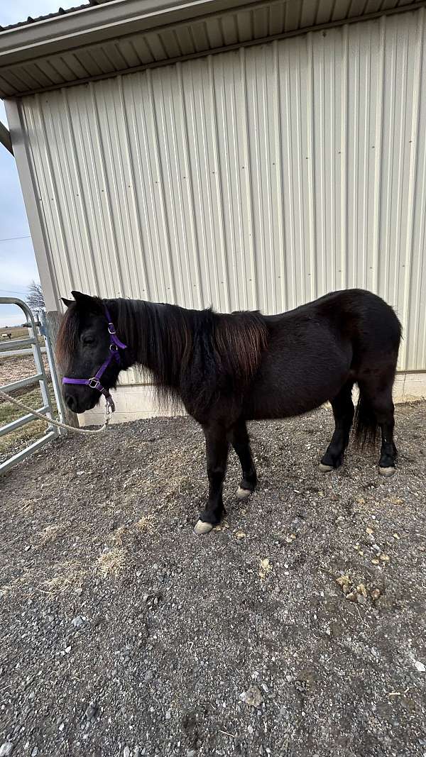 flashy-miniature-horse