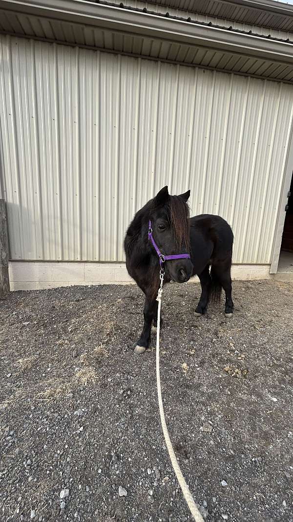 halter-miniature-horse