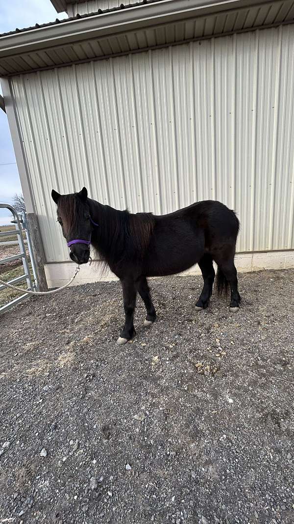 kid-safe-miniature-horse