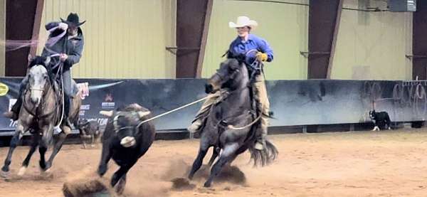 head-turner-gelding