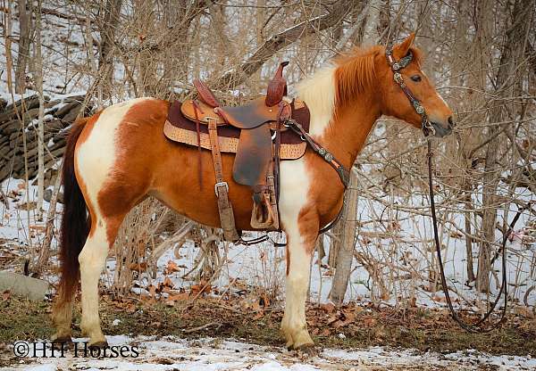 tobiano-work-pony