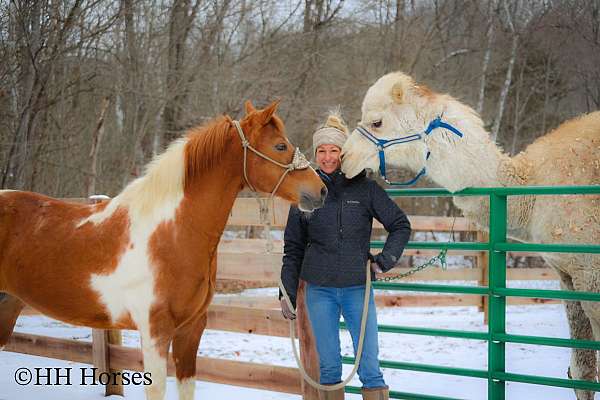 all-around-paint-pony