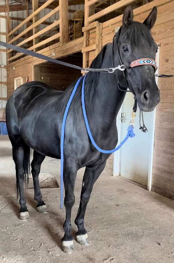 just-weaned-quarter-horse