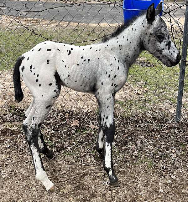 black-leggings-white-tipped-ears-horse