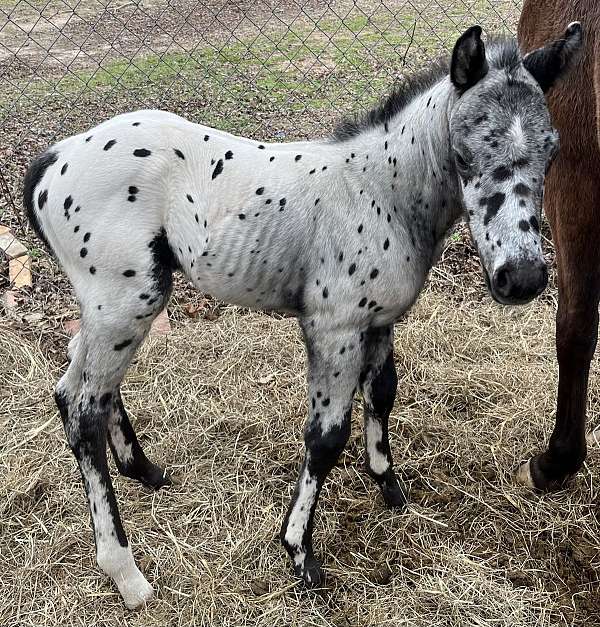 black-spots-entirely-body-horse