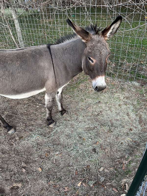 donkey-for-sale